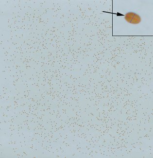 Arabidopsis seed population scan